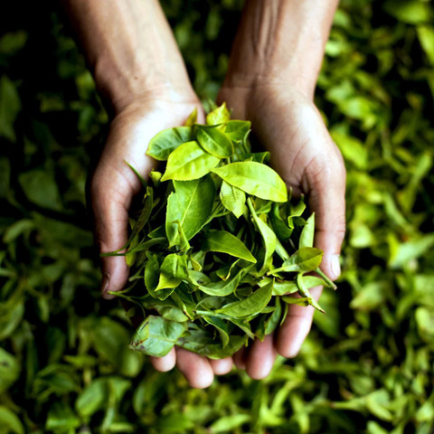 Fresh Tea Leaves in cupped hands